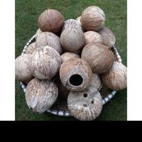 Gambar BATOK KELAPA BOLONG ALAMI - BATOK KELAPA BOLONG UNTUK SARANG BURUNG dari bagasAquatic02 undefined 1 Tokopedia