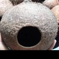 Gambar BATOK KELAPA BOLONG ALAMI - BATOK KELAPA BOLONG UNTUK SARANG BURUNG dari bagasAquatic02 undefined 4 Tokopedia