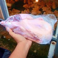 Gambar Bebek Peking 1,5kg - 1.7 kg Daging dari PojokKandang undefined 3 Tokopedia