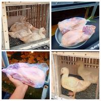 Gambar Bebek Peking 1,5kg - 1.7 kg Daging dari PojokKandang undefined 1 Tokopedia