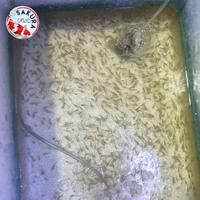 Gambar ikan cere sungai / nyalian / ikan cetul / ikan kecil makanan predator dari Sakura Fish Akuarium undefined 1 Tokopedia