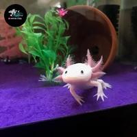 Gambar IKAN HIAS AXOLOTL LEUQISTIC SALAMANDER AXOLOTL PUTIH dari Mars Aquatics undefined 4 Tokopedia