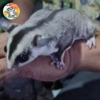 Gambar sugar glider classic grey dari Jember Glider undefined 4 Tokopedia