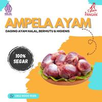 Gambar Ampela Ayam Bersih (Chicken Gizzard) 500gr - 400-450 gram dari Pangan Dari Indonesia undefined 1 Tokopedia