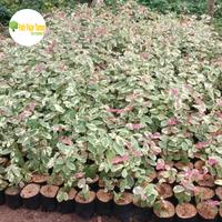 Gambar tanaman hias pretypink / tanaman prettypink / tanaman pretty pink / pretipink dari fatir fajar taman undefined 2 Tokopedia