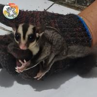 Gambar sugar glider classic grey dari Jember Glider undefined 2 Tokopedia