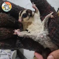 Gambar sugar glider classic grey dari Jember Glider undefined 3 Tokopedia