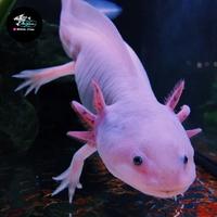 Gambar IKAN HIAS AXOLOTL LEUQISTIC SALAMANDER AXOLOTL PUTIH dari Mars Aquatics undefined 2 Tokopedia