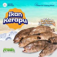 Gambar Ikan Kerapu/Grouper Fresh 1kg dari Universeafood undefined 1 Tokopedia