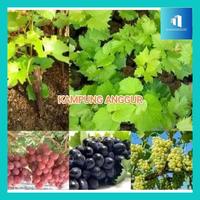 Gambar Suras- Paket Diskon 4 Pohon Anggur Merah, Hijau, Hitam (Manis Jumbo Cepat Berbuah) - 4 HITAM SEMUA dari Surasararu undefined 3 Tokopedia
