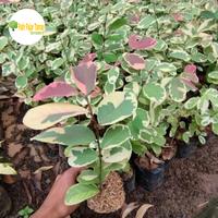 Gambar tanaman hias pretypink / tanaman prettypink / tanaman pretty pink / pretipink dari fatir fajar taman undefined 1 Tokopedia