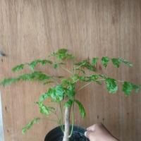 Gambar Wisteria Sinensis/ Pohon Wisteria Bunga Ungu New - Size B dari Subur Makmur 09 undefined 2 Tokopedia