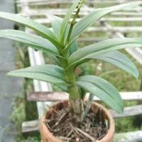 Gambar Tanaman Hias Anggrek Dendrobium Hitam Papua Murah dari Subur Makmur 09 undefined 2 Tokopedia
