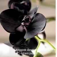 Gambar Tanaman Hias Anggrek Dendrobium Hitam Papua Murah dari Subur Makmur 09 undefined 1 Tokopedia