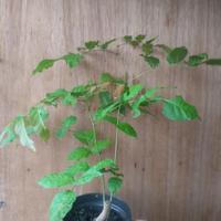 Gambar Wisteria Sinensis/ Pohon Wisteria Bunga Ungu New - Size B dari Subur Makmur 09 undefined 5 Tokopedia