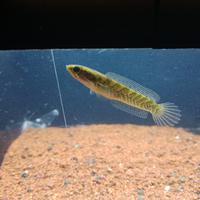 Gambar ikan channa limbata lawu wc dari wahyu pratama expres undefined 1 Tokopedia