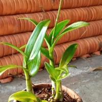 Gambar Tanaman Hias Anggrek Dendrobium Hitam Papua Murah dari Subur Makmur 09 undefined 4 Tokopedia