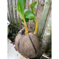 Gambar BONSAI KELAPA CABANG 2 OREN dari Eeasyshop2 undefined 2 Tokopedia