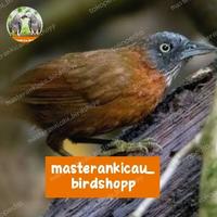 Gambar burung Tepus kepala abu bahan rawatan mewah mempesona dari masterankicaubirdshopp undefined 2 Tokopedia