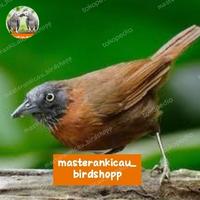 Gambar burung Tepus kepala abu bahan rawatan mewah mempesona dari masterankicaubirdshopp undefined 1 Tokopedia