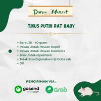 Gambar Tikus Putih Rat Baby 20 - 30gr dari Dunia.Mencit01 undefined 2 Tokopedia