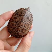 Gambar mainan kura air mgm baby up mexican Giant musk turtle dari frozensfood undefined 1 Tokopedia