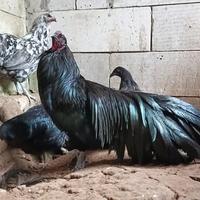 Gambar anakan ayam black Sumatra josss dari djolali cemani undefined 1 Tokopedia
