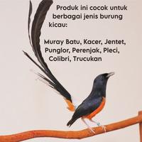 Gambar Pakan burung skm kroto sari voer pur kasar makanan burung murai kacer - Halus dari Kasman.Pakan undefined 4 Tokopedia