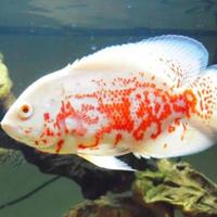 Gambar Ikan Oscar albino merah red batik aquarium tankmate predator dari Akagi AquaTech undefined 5 Tokopedia