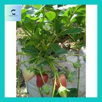 Gambar Carlin^ Bibit Strawberry Red Giant dari Carlina-Salinn undefined 3 Tokopedia