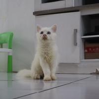 Gambar Kucing kitten Maine coon x munchkin dari Kamilia Pet Shop undefined 2 Tokopedia
