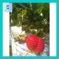 Gambar Carlin^ Bibit Strawberry Red Giant dari Carlina-Salinn undefined 4 Tokopedia