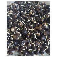 Gambar Jual Bijian 5000 / biji Benih Polong Sawit SRIWIJAYA 5 asli ORIGINAL dari Shop Universal88 undefined 1 Tokopedia