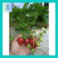 Gambar Carlin^ Bibit Strawberry Red Giant dari Carlina-Salinn undefined 2 Tokopedia