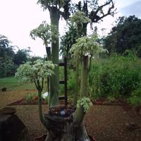 Gambar bonsai kapuk/randu parigata dari pagar 90 undefined 1 Tokopedia