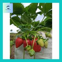 Gambar Carlin^ Bibit Strawberry Red Giant dari Carlina-Salinn undefined 1 Tokopedia