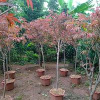 Gambar jual pohon maple murah tinggi 2 meter dari berkah taman store undefined 2 Tokopedia