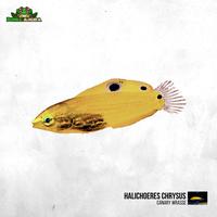 Gambar Ikan hias laut Keling kuning - Halichoeres chrysus dari Dunia Anura 99 undefined 1 Tokopedia
