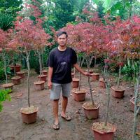 Gambar jual pohon maple murah tinggi 2 meter dari berkah taman store undefined 1 Tokopedia