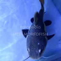 Gambar ikan rtc sb dari METAMORFOFISH undefined 2 Tokopedia