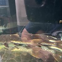 Gambar Leopard catfish / lele amazon / gar dari davereptilestore undefined 1 Tokopedia