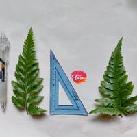 Gambar Daun Pakis Ecoprint/ Leather leaf for Printing /Daun Paku /DIY Ecoprint dari mahatara undefined 3 Tokopedia