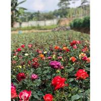Gambar (New) MAWAR PAKET 10 POHON MAWAR HOLLAND KELOPAK BESAR dari Fajar Apriana Mart. undefined 2 Tokopedia