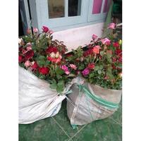 Gambar (New) MAWAR PAKET 10 POHON MAWAR HOLLAND KELOPAK BESAR dari Fajar Apriana Mart. undefined 3 Tokopedia