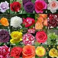 Gambar (New) MAWAR PAKET 10 POHON MAWAR HOLLAND KELOPAK BESAR dari Fajar Apriana Mart. undefined 1 Tokopedia