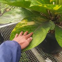Gambar Anthurium Jemani Cobtik Varigata - Tanaman hias anthurium cobtik induk dari pesona indah taman undefined 2 Tokopedia