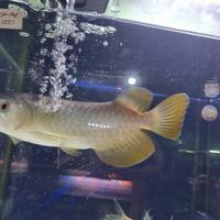 Gambar ikan hias arwana Banjar Red dari SawanganHias 1 predator fish undefined 2 Tokopedia