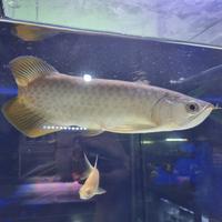 Gambar ikan hias arwana Banjar Red dari SawanganHias 1 predator fish undefined 4 Tokopedia