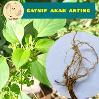 Gambar catnip akar anting" catnip kucing dari cat high undefined 1 Tokopedia