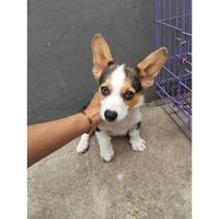 Gambar Dijual Puppy/Anakan Anjing Pembroke Welsh Corgi Jantan Male Berkualitas Tri color Hitam Putih Coklat dari Ffdra undefined 4 Tokopedia